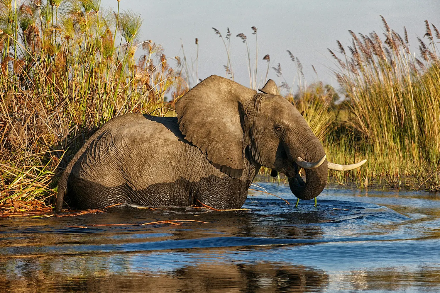 An elephant in the waters of Botswana’s Okavango Delta